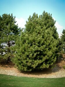 Сосна Чёрная (Pinus Nigra) купить по цене от 270.00р. в интернет-магазине «Посадика» с доставкой почтой в в Топкие и по всей России – [изображение №1].