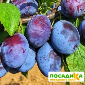 Слива Чачакская ранняя купить по цене от 229.00р. в интернет-магазине «Посадика» с доставкой почтой в в Топкие и по всей России – [изображение №1].