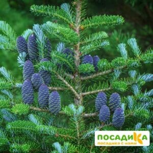 Пихта корейская (Abies koreana) купить по цене от 450.00р. в интернет-магазине «Посадика» с доставкой почтой в в Топкие и по всей России – [изображение №1].