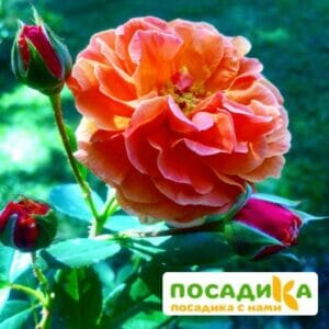 Роза Арабия купить по цене от 350.00р. в интернет-магазине «Посадика» с доставкой почтой в в Топкие и по всей России – [изображение №1].