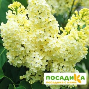 Сирень Примроуз (Primrose) купить по цене от 529.00р. в интернет-магазине «Посадика» с доставкой почтой в в Топкие и по всей России – [изображение №1].