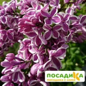 Сирень Сенсация купить по цене от 529.00р. в интернет-магазине «Посадика» с доставкой почтой в в Топкие и по всей России – [изображение №1].