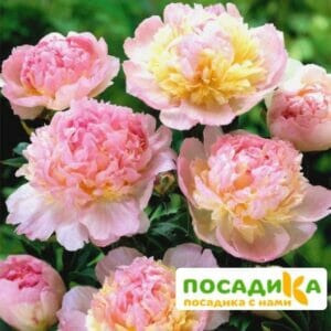 Пион Распберри Сандей (Paeonia Raspberry Sundae) купить по цене от 959р. в интернет-магазине «Посадика» с доставкой почтой в в Топкие и по всей России – [изображение №1].