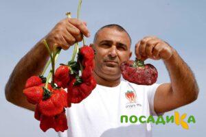 Клубника Гигант Джорнея купить по цене от 266р. в интернет-магазине «Посадика» с доставкой почтой в в Топкие и по всей России – [изображение №1].