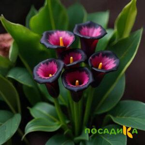 Калла Аура Лейс купить по цене от 400р. в интернет-магазине «Посадика» с доставкой почтой в в Топкие и по всей России – [изображение №1].