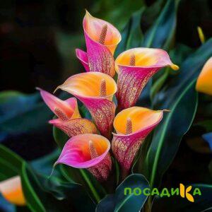 Калла Оникс купить по цене от 450р. в интернет-магазине «Посадика» с доставкой почтой в в Топкие и по всей России – [изображение №1].