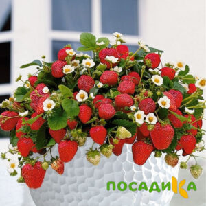 Клубника Рубиновый Шепот (горшечная) купить по цене от 240р. в интернет-магазине «Посадика» с доставкой почтой в в Топкие и по всей России – [изображение №1].