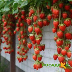 Клубника вьющаяся Комплимент купить по цене от 470р. в интернет-магазине «Посадика» с доставкой почтой в в Топкие и по всей России – [изображение №1].