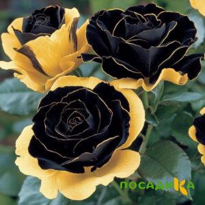 Роза Ханни Сикл купить по цене от 700р. в интернет-магазине «Посадика» с доставкой почтой в в Топкие и по всей России – [изображение №1].