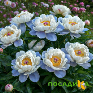 Пион акварельный Этюд купить по цене от 806р. в интернет-магазине «Посадика» с доставкой почтой в в Топкие и по всей России – [изображение №1].