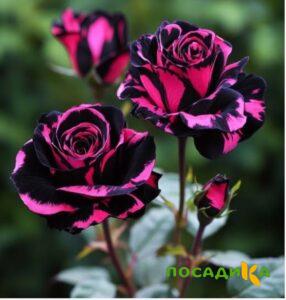 Роза Багровый Шепот купить по цене от 366р. в интернет-магазине «Посадика» с доставкой почтой в в Топкие и по всей России – [изображение №1].