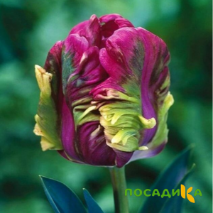 Тюльпан Экзотик Хэвен купить по цене от 186р. в интернет-магазине «Посадика» с доставкой почтой в в Топкие и по всей России – [изображение №1].