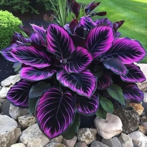 Хоста Люминоза купить по цене от 450р. в интернет-магазине «Посадика» с доставкой почтой в в Топкие и по всей России – [изображение №1].