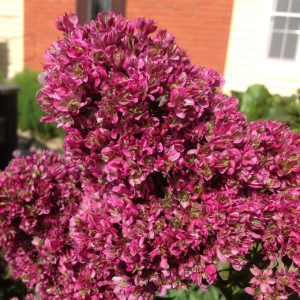 Флокс Филингс купить по цене от 329р. в интернет-магазине «Посадика» с доставкой почтой в в Топкие и по всей России – [изображение №1].