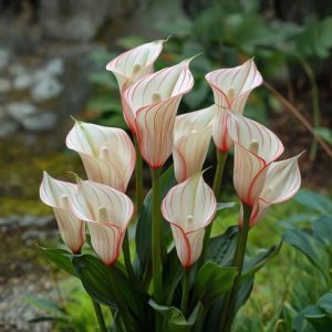 Калла Глейшер купить по цене от 299р. в интернет-магазине «Посадика» с доставкой почтой в в Топкие и по всей России – [изображение №1].