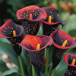 Калла Нуар купить по цене от 299р. в интернет-магазине «Посадика» с доставкой почтой в в Топкие и по всей России – [изображение №1].