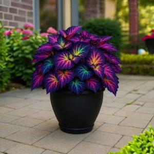 Хоста Фрости Блю купить по цене от 389р. в интернет-магазине «Посадика» с доставкой почтой в в Топкие и по всей России – [изображение №1].