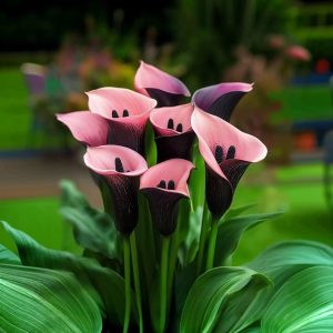 Калла Энигма купить по цене от 291р. в интернет-магазине «Посадика» с доставкой почтой в в Топкие и по всей России – [изображение №1].