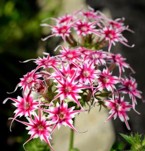 Флокс Метельчатый Путь купить по цене от 456р. в интернет-магазине «Посадика» с доставкой почтой в в Топкие и по всей России – [изображение №1].