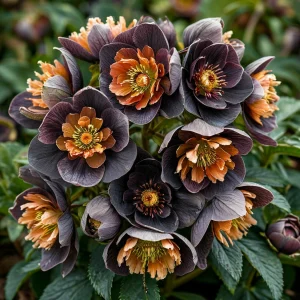 Морозник Блум Айс купить по цене от 499р. в интернет-магазине «Посадика» с доставкой почтой в в Топкие и по всей России – [изображение №1].