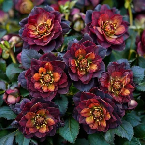 Морозник Сноу Дроп купить по цене от 348р. в интернет-магазине «Посадика» с доставкой почтой в в Топкие и по всей России – [изображение №1].