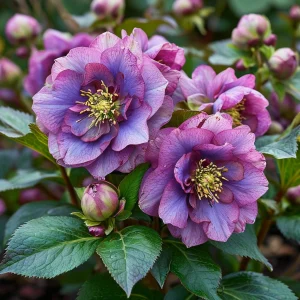 Морозник Айс Принцесс Чарм купить по цене от 650р. в интернет-магазине «Посадика» с доставкой почтой в в Топкие и по всей России – [изображение №1].