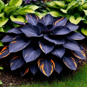 Хоста Умбра купить по цене от 349р. в интернет-магазине «Посадика» с доставкой почтой в в Топкие и по всей России – [изображение №1].