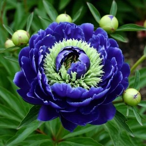 Пион Дримвивер купить по цене от 417р. в интернет-магазине «Посадика» с доставкой почтой в в Топкие и по всей России – [изображение №1].