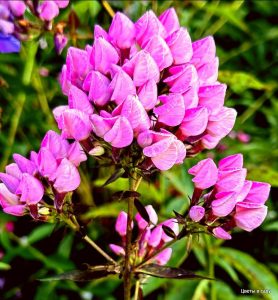 Флокс Бутоник купить по цене от 461р. в интернет-магазине «Посадика» с доставкой почтой в в Топкие и по всей России – [изображение №1].