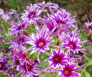 Флокс Звездное Кружево купить по цене от 361р. в интернет-магазине «Посадика» с доставкой почтой в в Топкие и по всей России – [изображение №1].